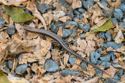 Caledoniscincus austrocaledonicus observed 2026-10-17