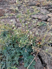 Parthenium confertum