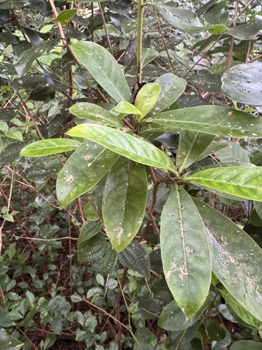 Kadua affinis, 2026-10-15
