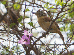 Thamnophilus doliatus