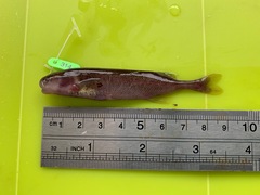 Paramormyrops kingsleyae