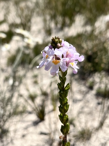Euphrasia collina observed 2026-10-17