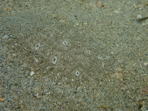 Aseraggodes observed 2026-10-17