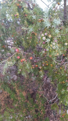 western prickly juniper