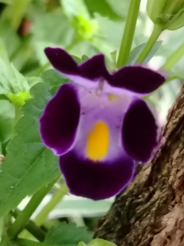 Torenia fournieri observed 2026-10-17