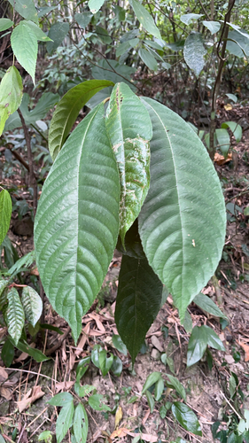 Saurauia observed 2026-10-17