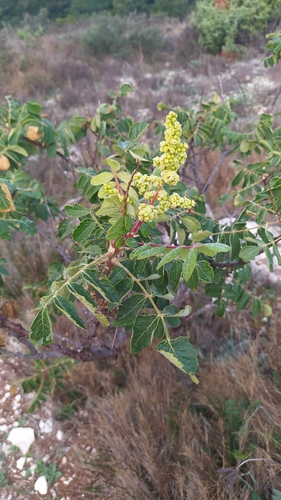 Tanner's sumac