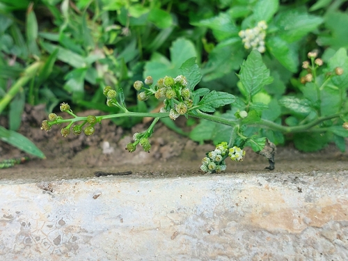 Auriculate Dichrocephala