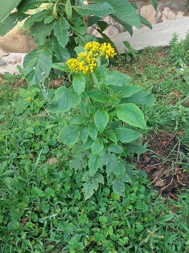 Crassocephalum montuosum