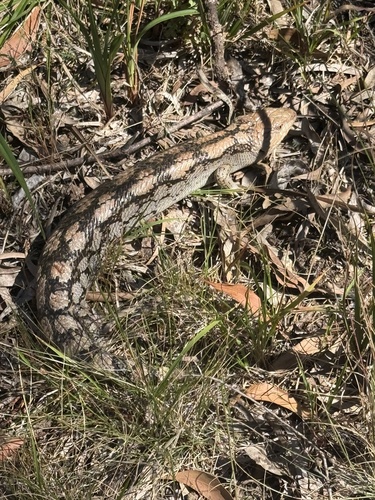 Blotched Bluetongue