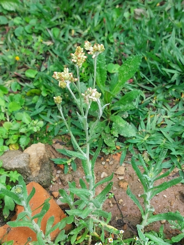 Jersey Cudweed