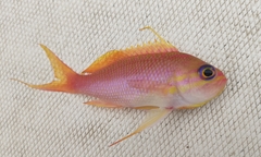 Anthias anthias