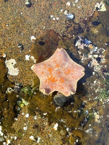 Blue Bat Star