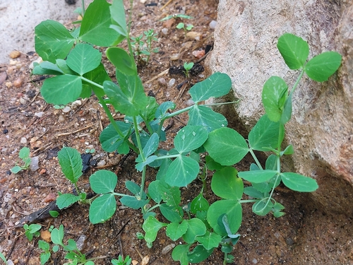 Common Pea