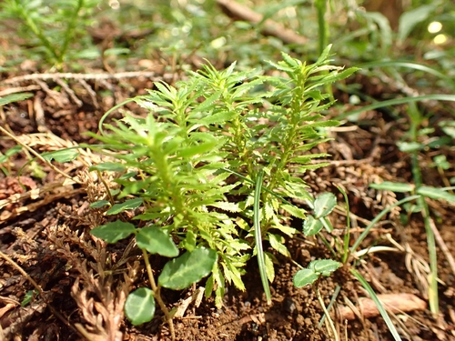 Huperzia serrata observed 2026-10-10