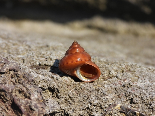 Calliostoma unicum, 2026-10-17