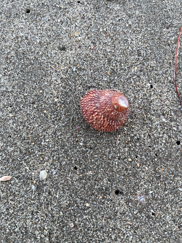 Maurea punctulata observed 2026-09-27