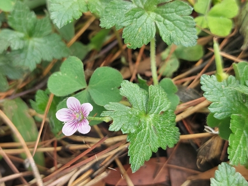 Geranium arabicum
