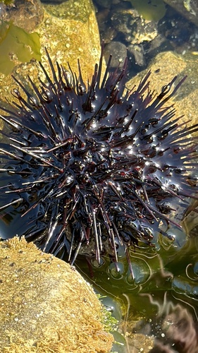 Mesocentrotus nudus
