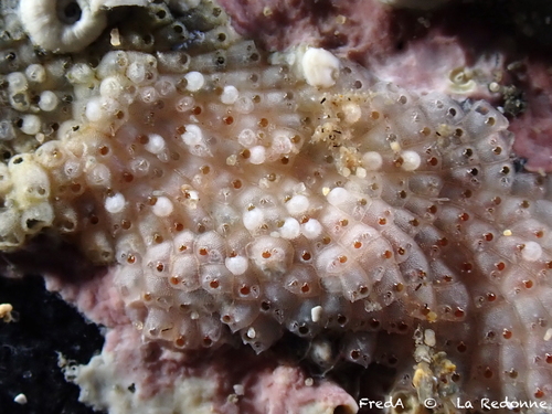 Schizoporella observed 2026-10-15