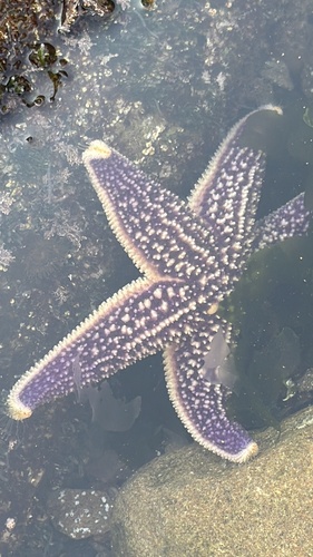 Northern Pacific Sea Star