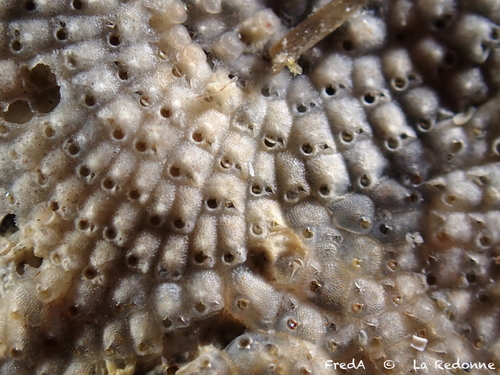 Schizoporella observed 2026-10-15