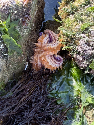 Asterias amurensis observed 2026-10-17