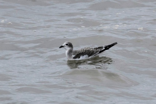 iNaturalist image