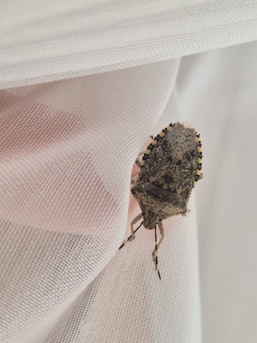 Mottled Stink Bug