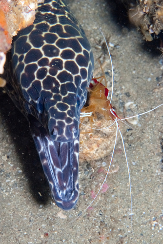 Gymnothorax favagineus observed 2026-10-10