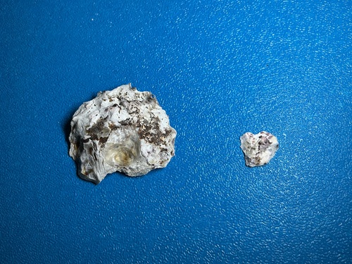 Saccostrea kegaki observed 2026-10-17