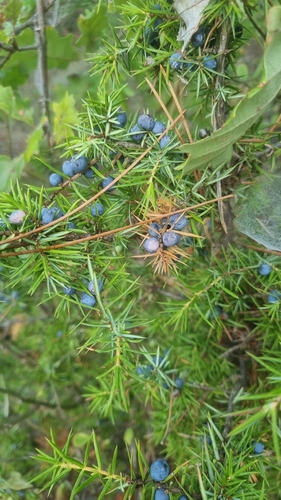 common juniper