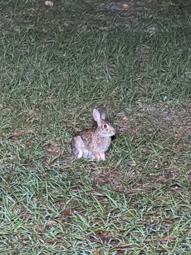 Eastern Cottontail observed by thegreatgibsby