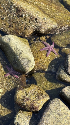 Asterias amurensis observed 2026-10-17