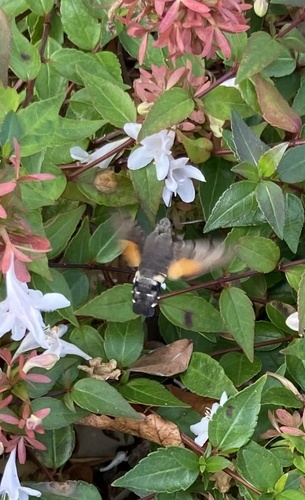 Eurasian Hummingbird Hawkmoth