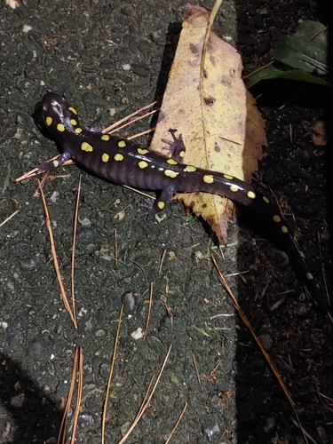 Fleckenquerzahnmolch observed by david-niessen
