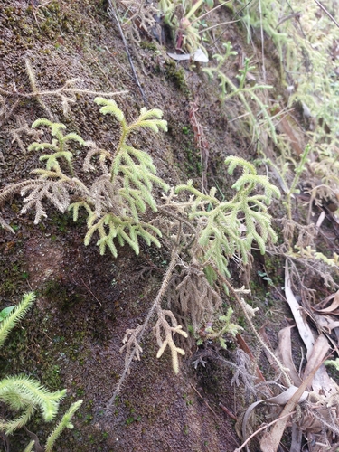 staghorn clubmoss