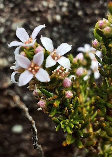 Zieria aspalathoides observed 2026-10-15