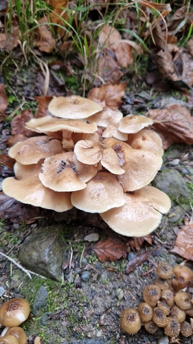Honey Mushroom