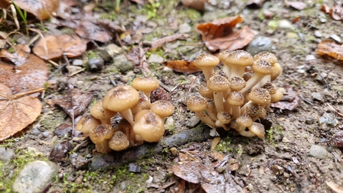 Bulbous Honey Fungus
