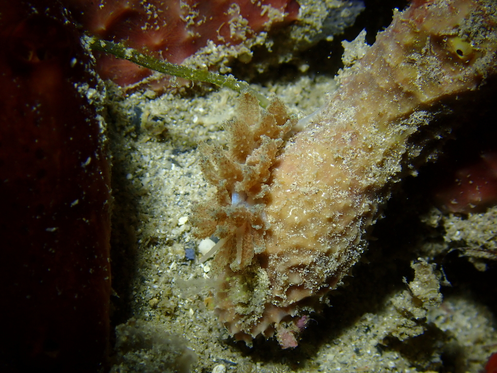 Beaded Soft Coral Eater