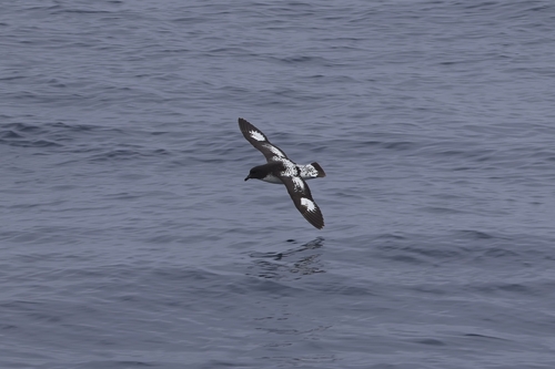 iNaturalist image