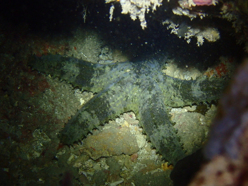Asteropsis carinifera observed 2026-09-24