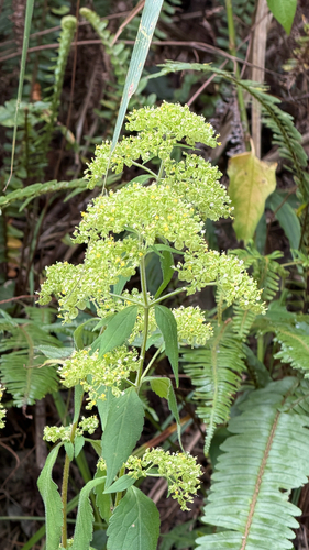 Patrinia villosa observed 2026-10-17