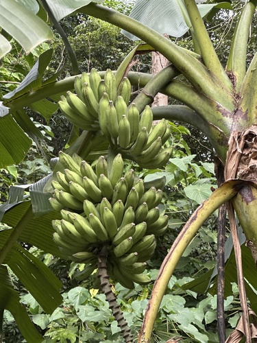 Musa paradisiaca observed 2026-10-17