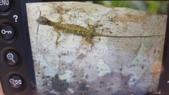 Draco