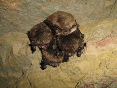 Myotis dasycneme