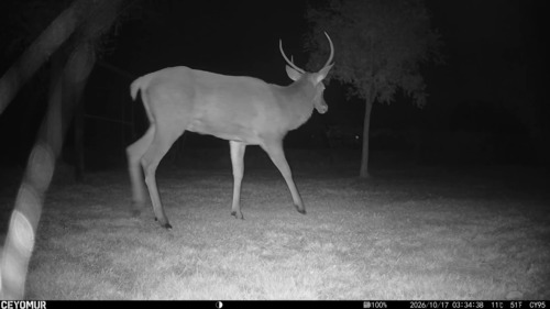 Red Deer