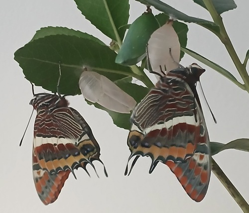 Two-tailed Pasha