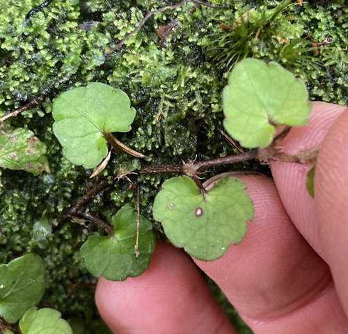 Viola filicaulis observed 2026-10-15